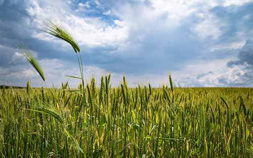 Emergence of 'Smart' Farming and Data Analytics Drive the Farm Management Software Market