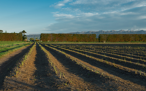 Picking the Way to a Better Asparagus Future with Robotic Harvesting