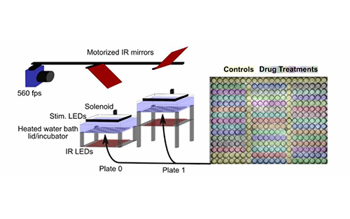 Research Team Uses BitFlow CoaXPress Frame Grabber to Determine Habituation Model