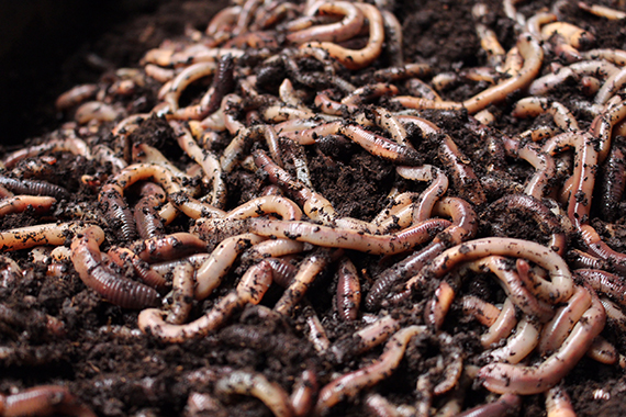 igus helps automate German red worm factory