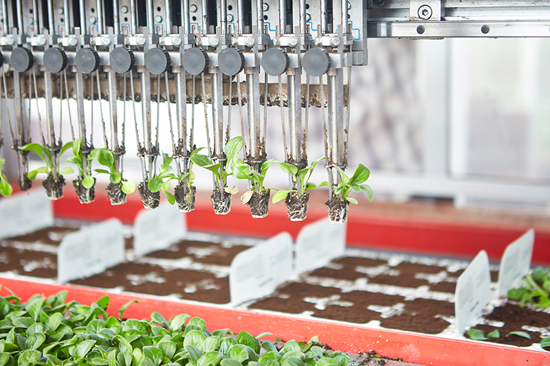 Modern machinery takes over the sorting and handling of crops.