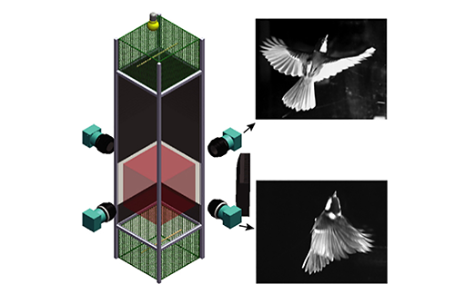 Mikrotron Cameras to Determine if Bio-Logged Birds Change Behavior Due to GPS Device Weight