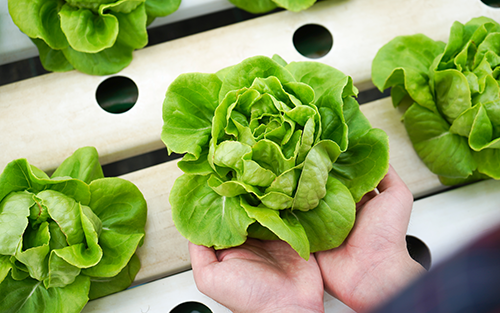 Rockwell Automation to Build Hydroponic Farm Within Its Headquarters