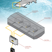 Thumbnail for FUTEK instrumentation helps measure bite of great white shark on Discovery Channel