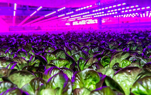 Siemens and 80 Acres Collaborate to Scale Vertical Farming