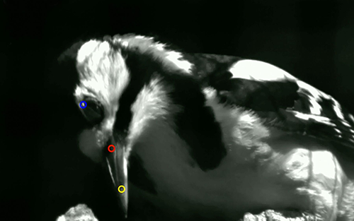 Do Woodpeckers Have Shock Absorbers? Mikrotron Cameras Help Disprove Scientific Theory