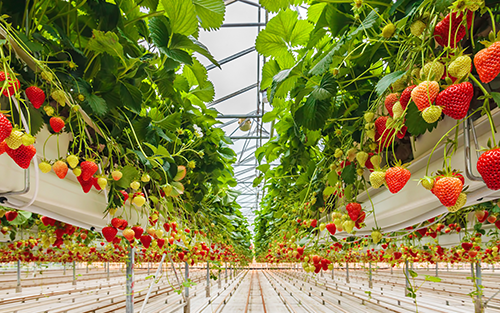 Honeywell Collaborates With Agri-Tech Company Moleda To Sustainably Grow Produce
