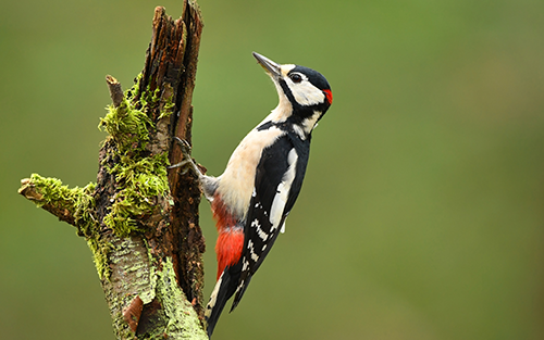 Mikrotron Cameras Help Uncover Previously Unknown Woodpecker Behaviors